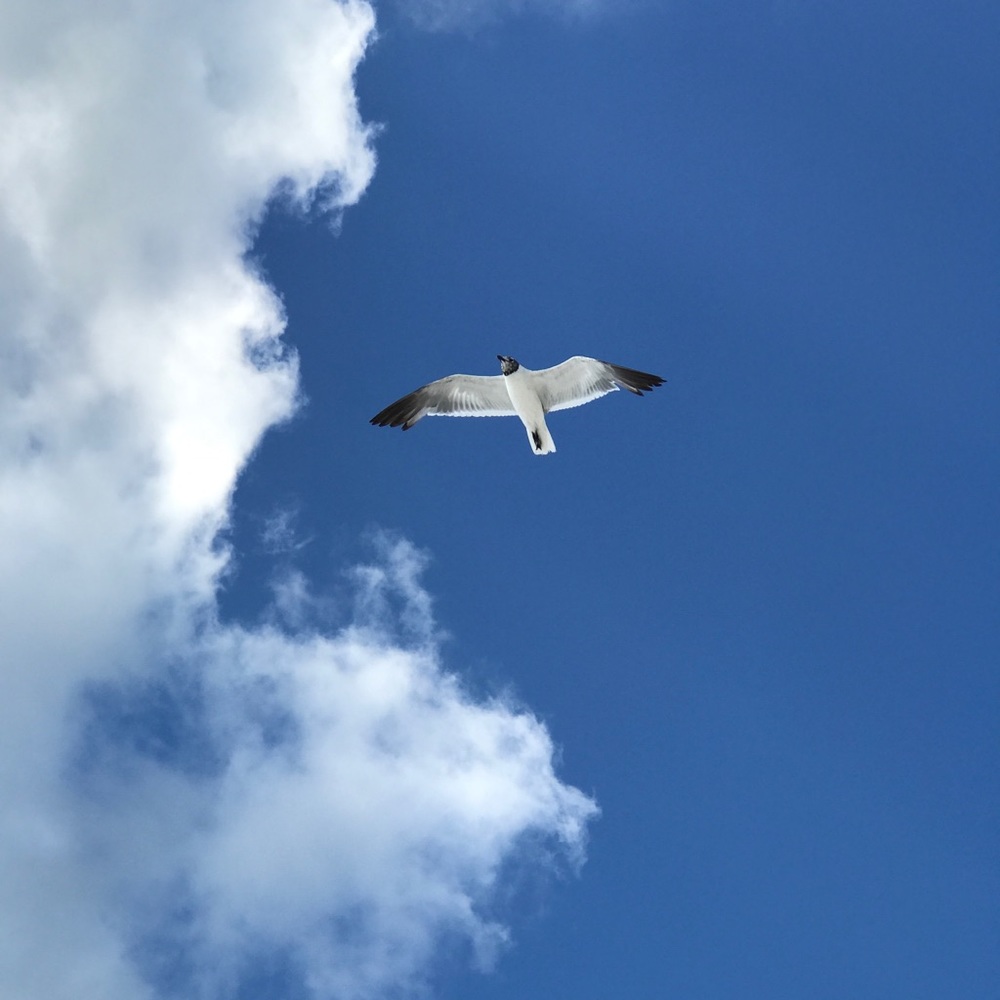 Meet your Posher, Brandy